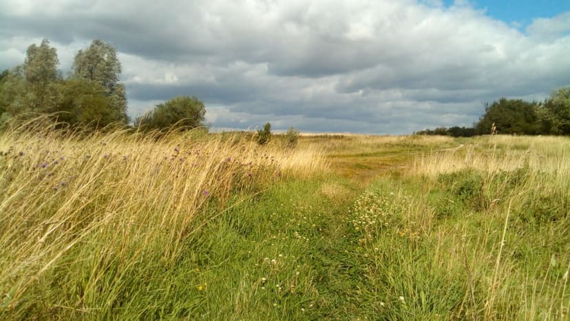 Featured image for Walk: Fitzwilliam Country Park - walking