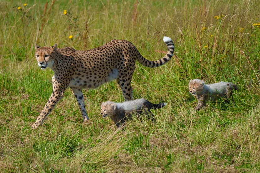 Cheetah cubs