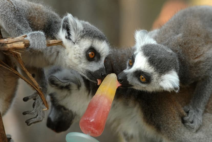Featured image for Animals cooling off with ice-lollies in Yorkshire summer - Community