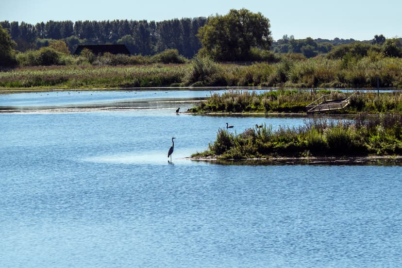 Featured image for World Wetland Day 2023 in Yorkshire - Outdoors