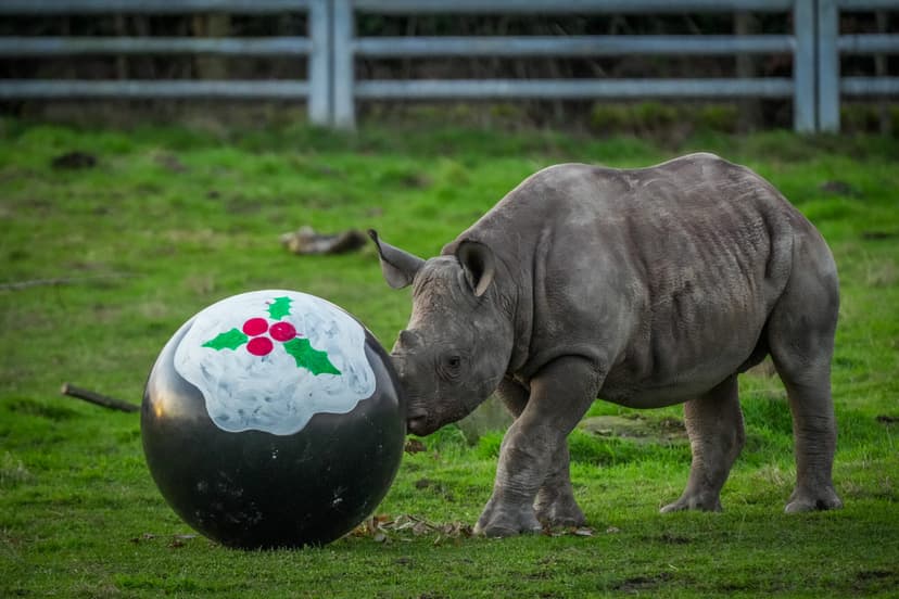 Featured image for Yorkshire Wildlife Park: A Year in Pictures 2024 - Community