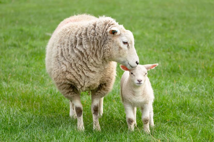 Featured image for Celebrating Mother's Day in Yorkshire 2024 - Features