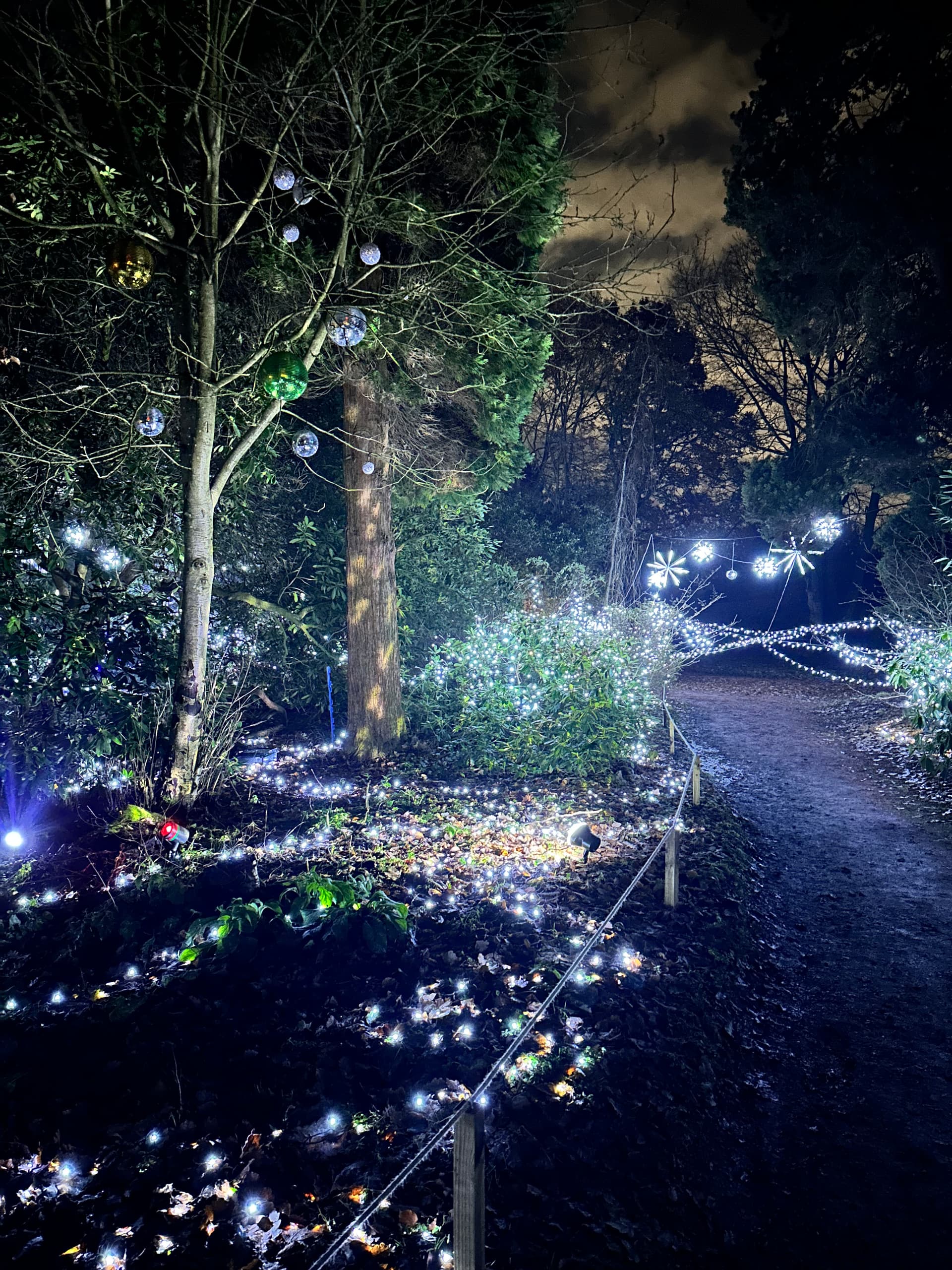 Pathway through illuminated garden with trees and lights