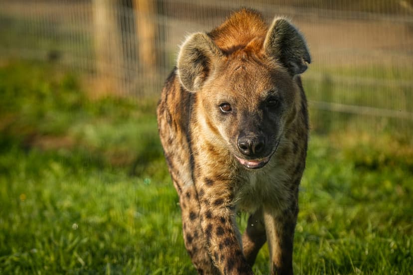 Featured image for Who is The New Hyena Noubia at Yorkshire Wildlife Park? - Features