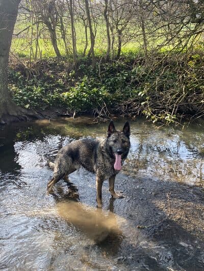 German Shepherd standing in a shallow stream surrounded by trees