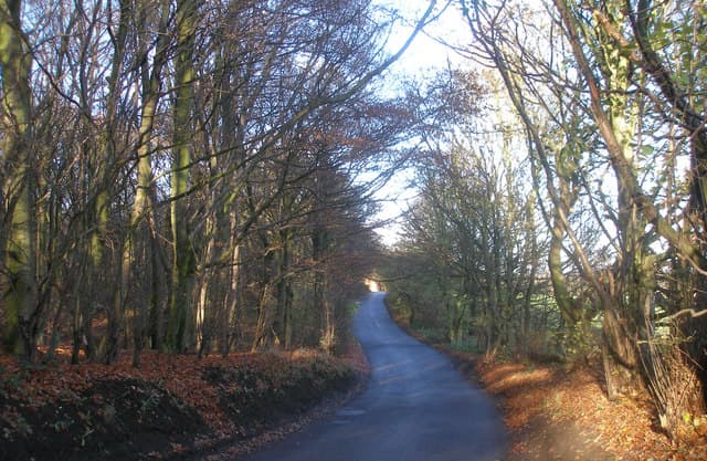 Featured image for Walk: Wombwell Wood - walking