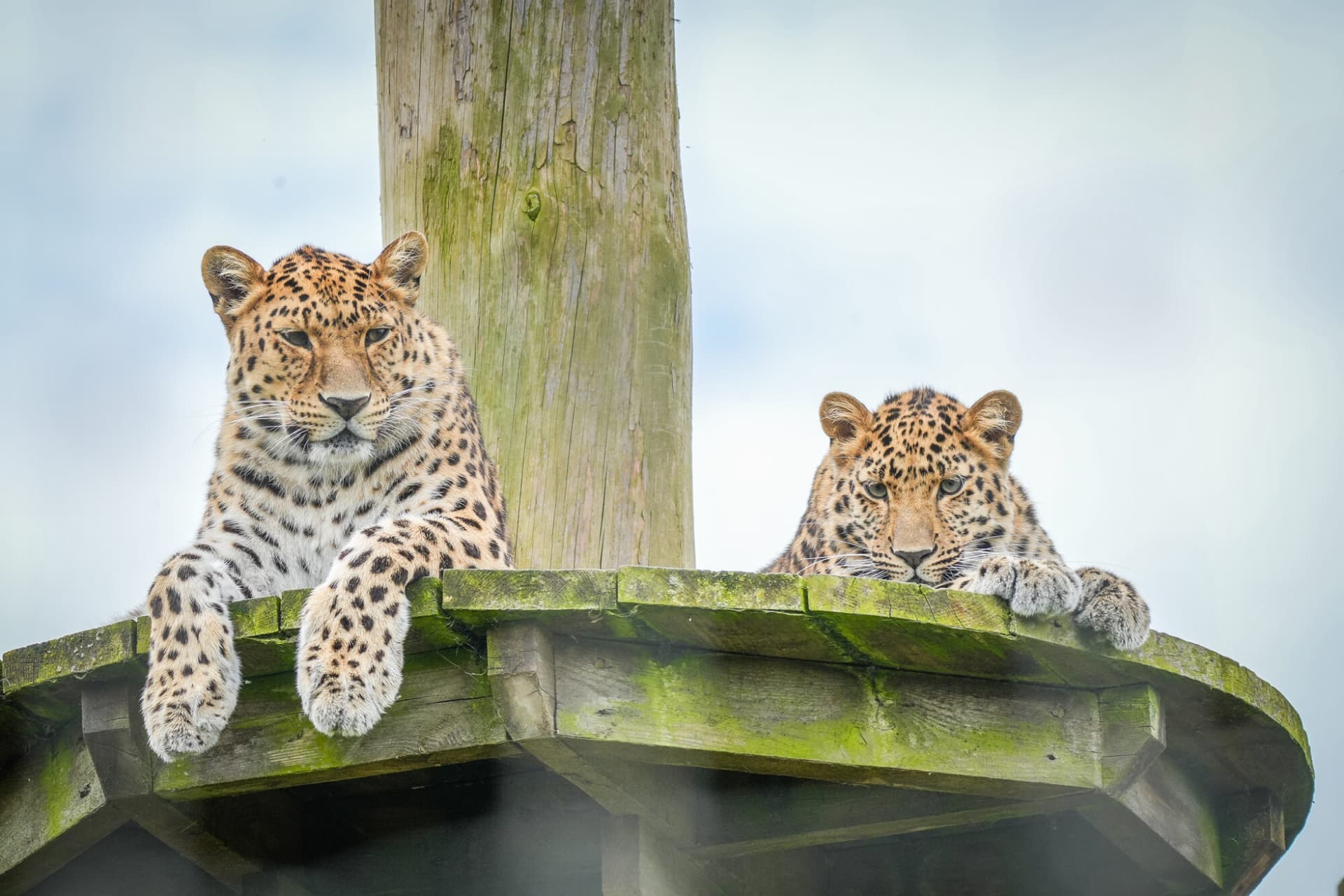 leopard cub turns 1