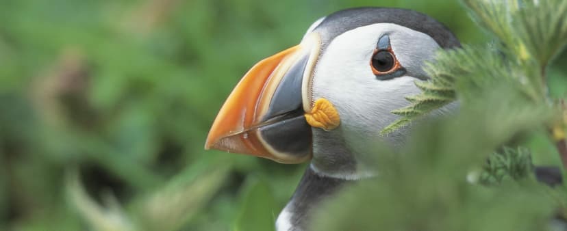 Featured image for Yorkshire, a year in the wild - Features