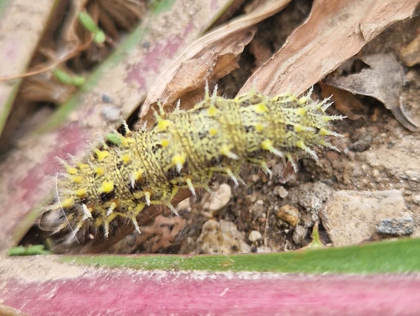 Red admiral caterpillar (Vanessa atalanta)