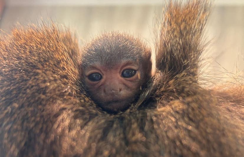 Featured image for Tiny New Arrival Delights Visitors at Yorkshire Wildlife Park - Features