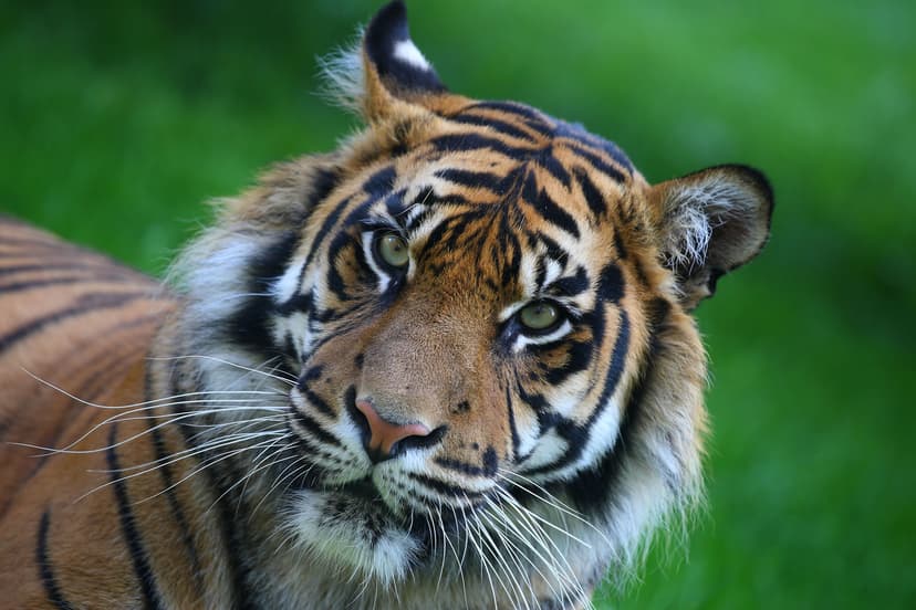 Featured image for Animal Farms and Wildlife Parks - Outdoors