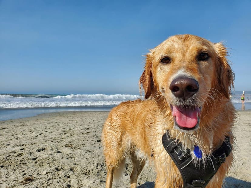 Featured image for What Are The Best Dog-Friendly Beaches In Yorkshire For An Autumn Walk? - Features