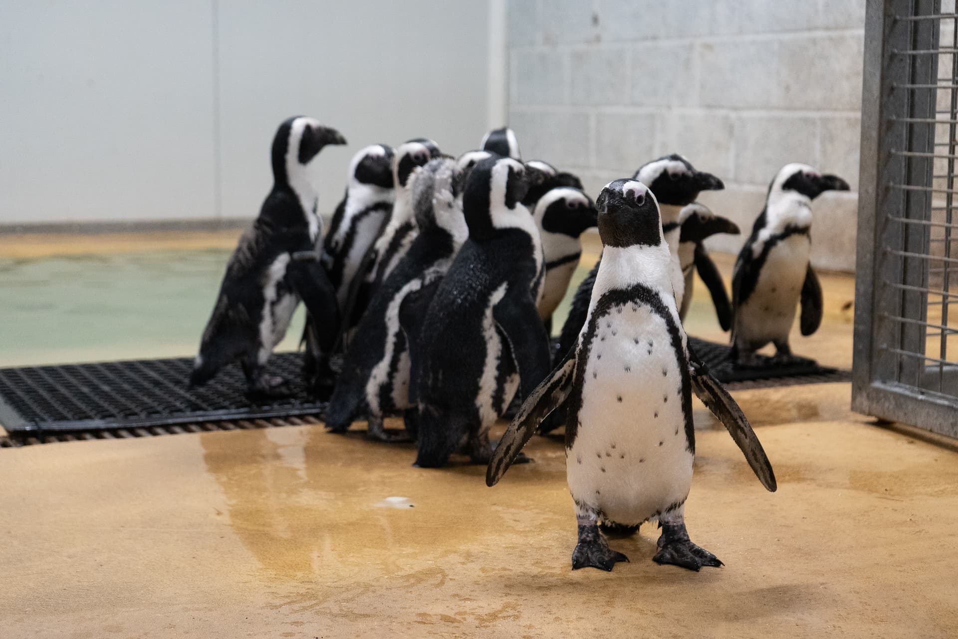 Group of penguins standing on wet concrete in a zoo enclosure