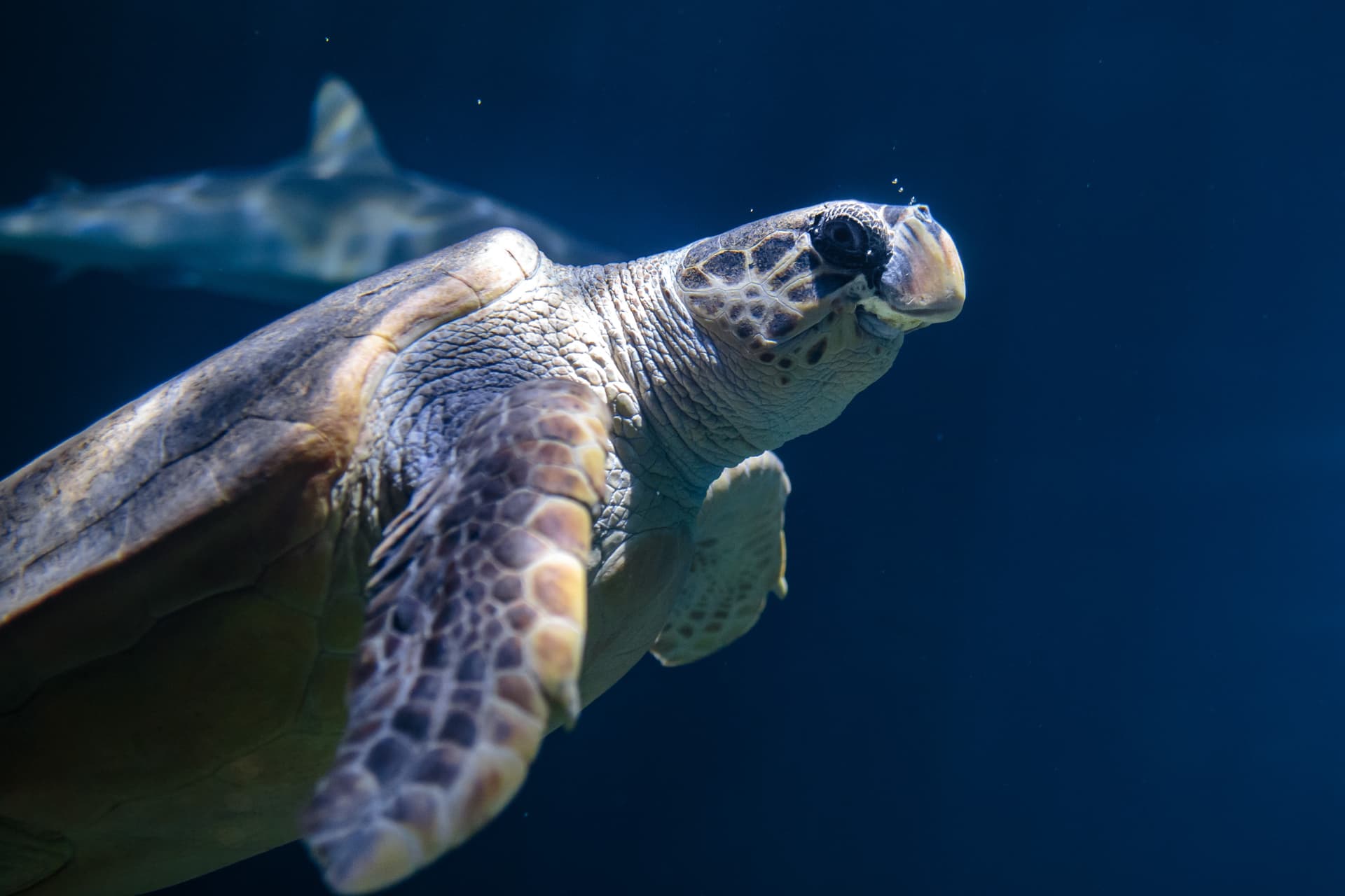 Sea turtle swimming gracefully in deep blue water