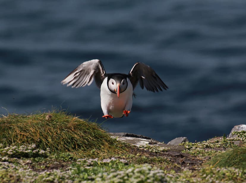 Featured image for Top 10 Wildlife Watching Spots - Outdoors
