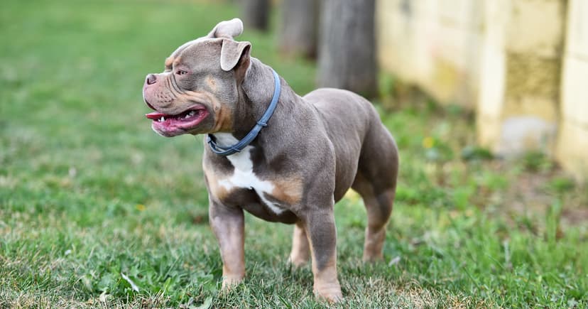 York Man Fined £2,762 for Dangerous Dog Incidents and Public Safety Breach