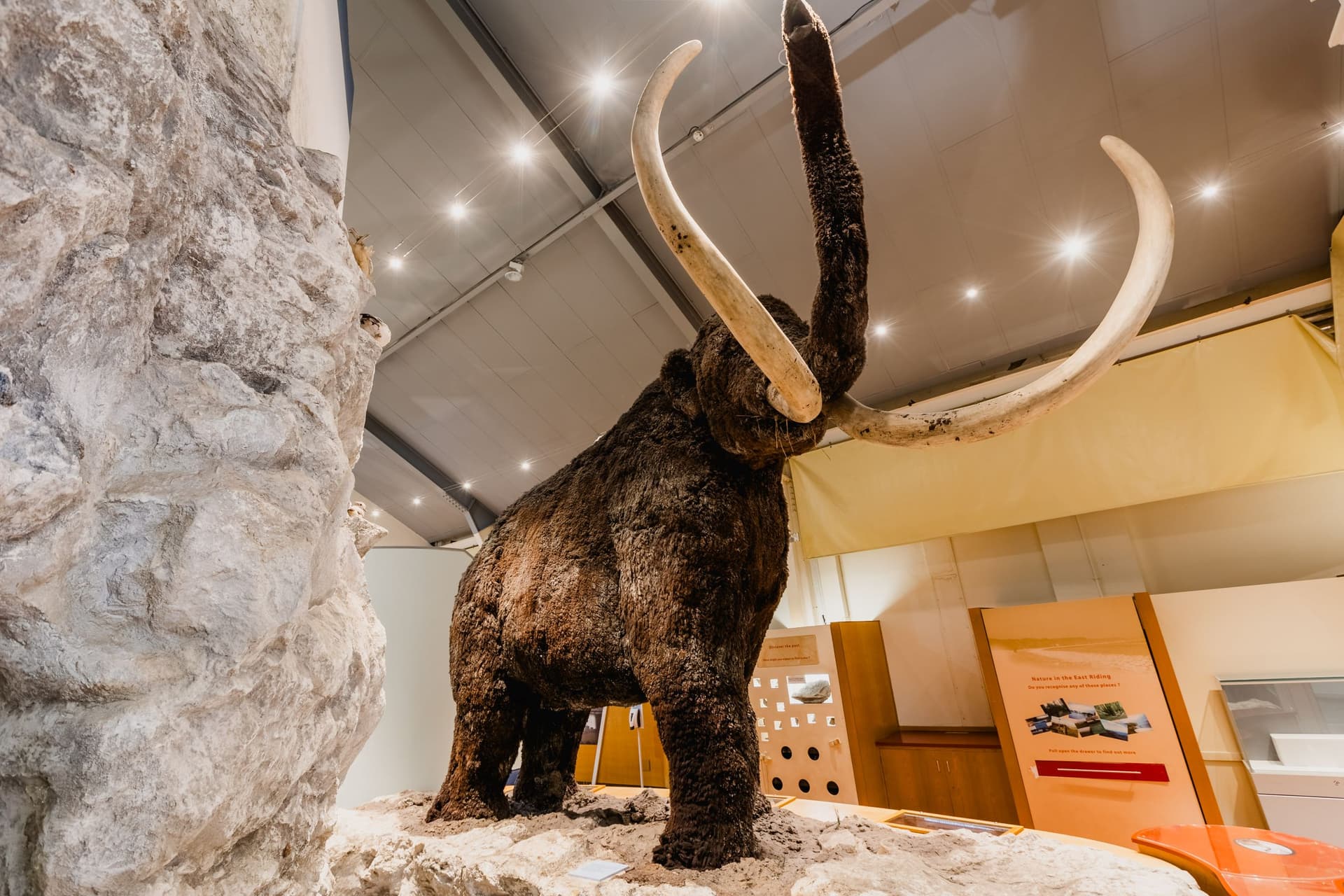 Woolly mammoth exhibit with large tusks in museum setting