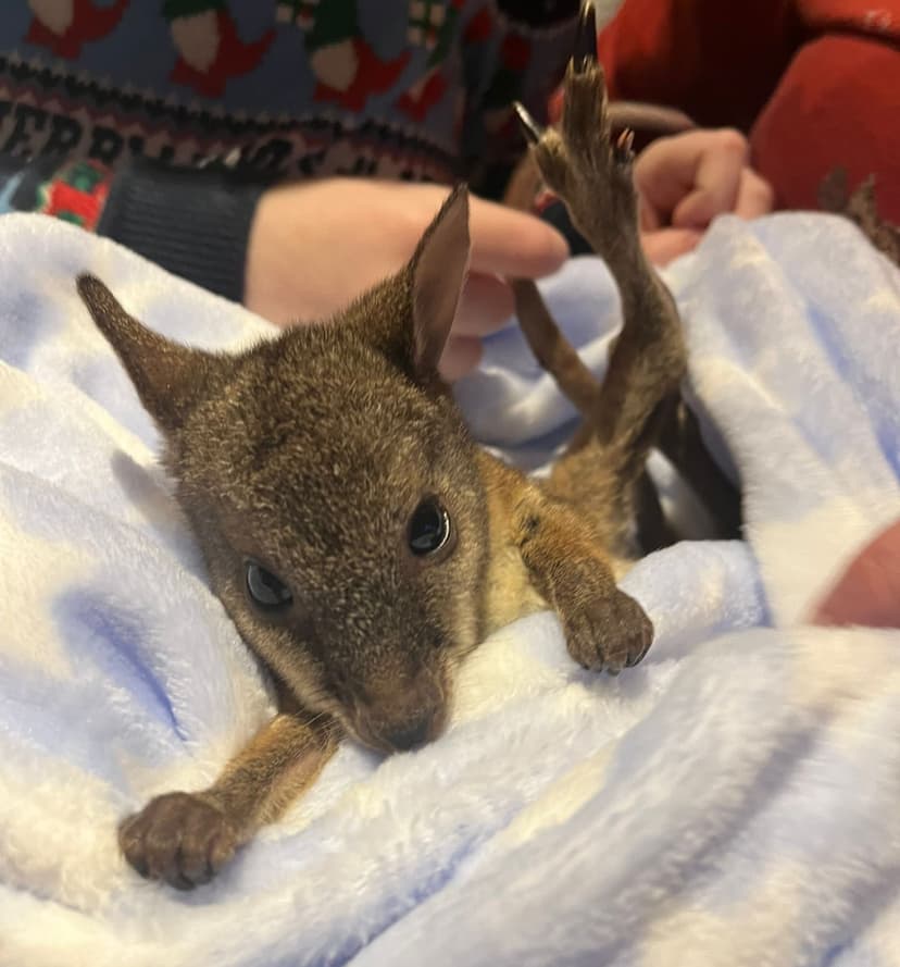 Featured image for Where’s Wally the Wallaby? A Story of Hope, Healing and Hopping Home - Community