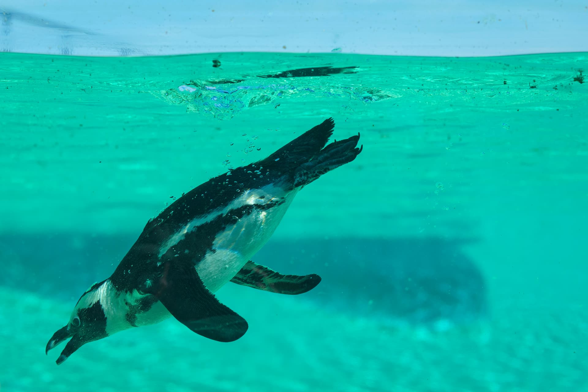 Penguin swimming underwater in clear turquoise water