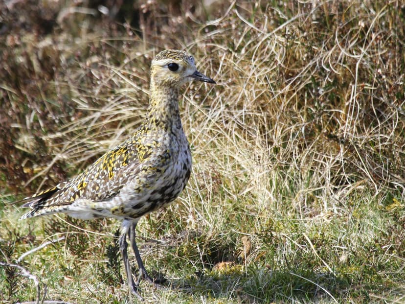 Ground Nesting Birds in Yorkshire: Why Keeping Your Dog on a Lead Is Crucial for Their Survival