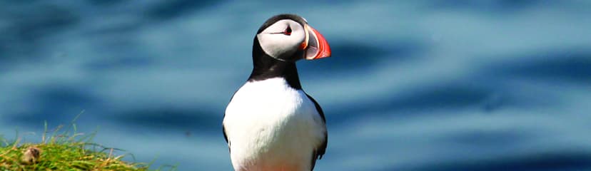 Featured image for Yorkshire Puffin Festival 14th - 15th May - Visiting