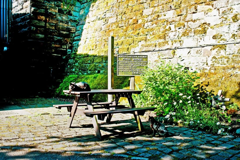 Featured image for Celebrating International Cat Day in Yorkshire: a purr-fect adventure - Features