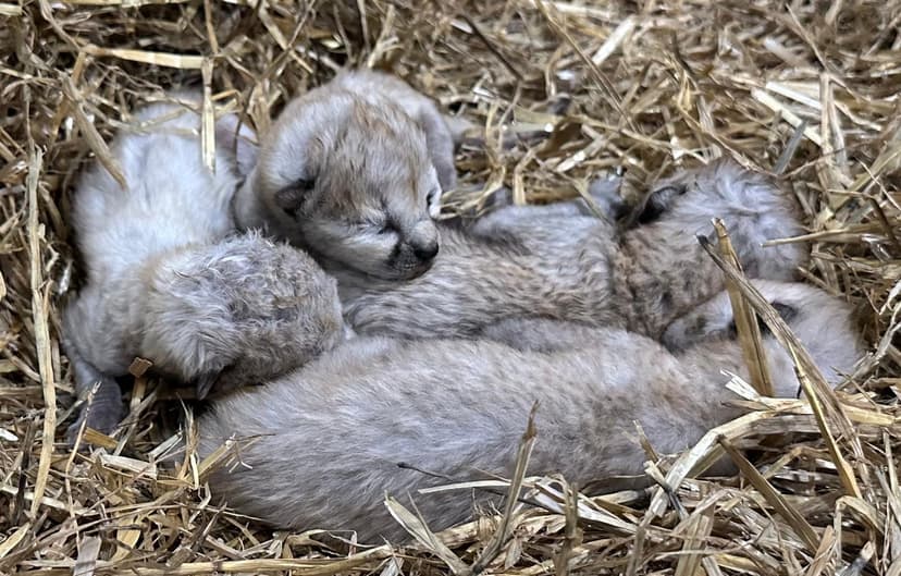 new cheetah cubs