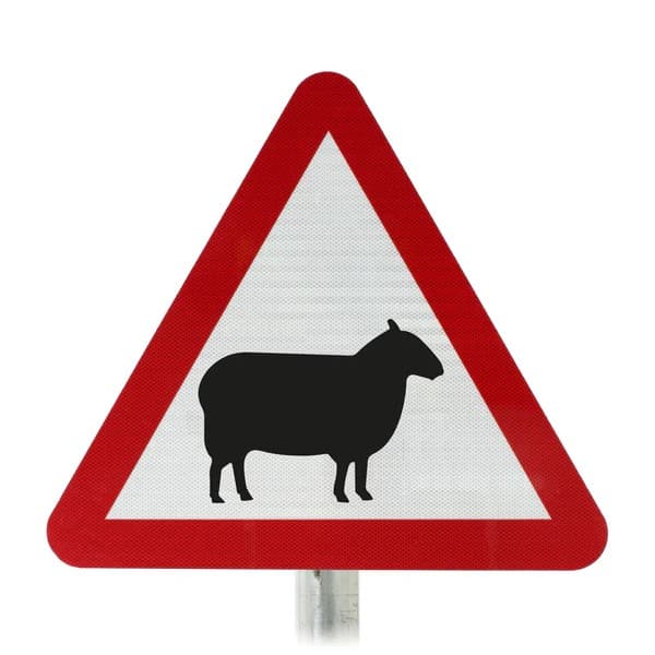 Sheep to be given right of way across Yorkshire under new highways plan