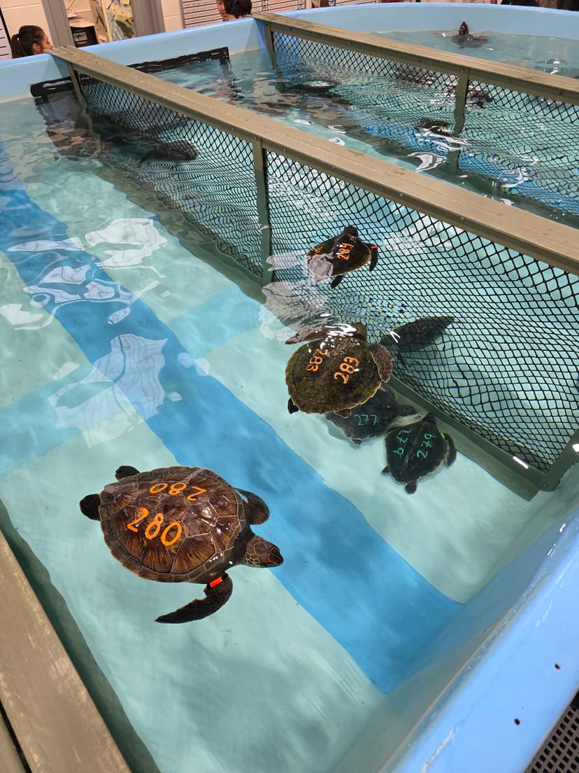 Featured image for Hull Team's Turtle Rescue Mission - Features