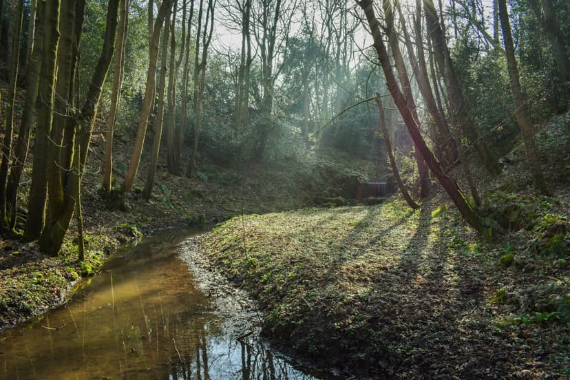 Featured image for Walk: Hackfall Woods - Short Route - walking