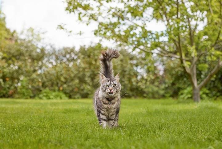 a cat