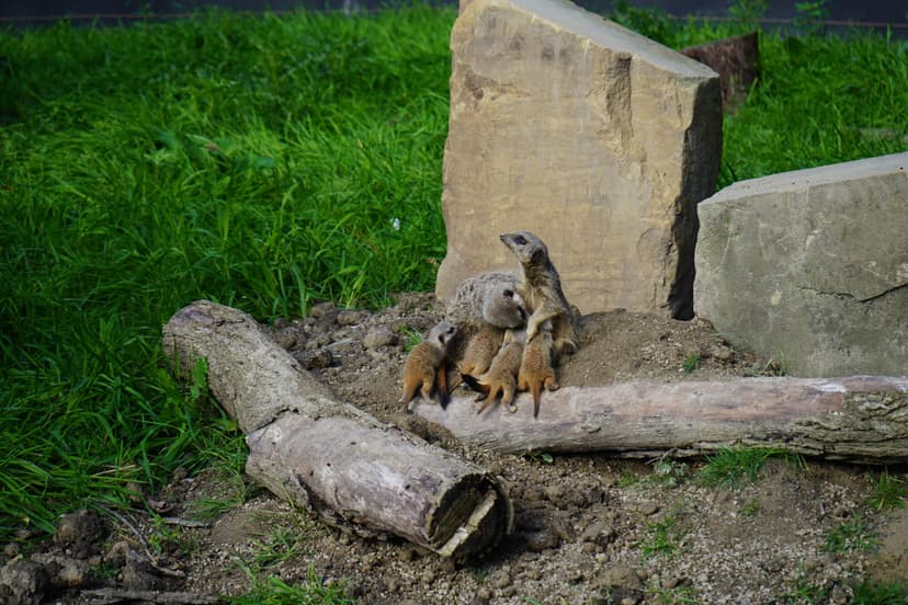 Meerkats