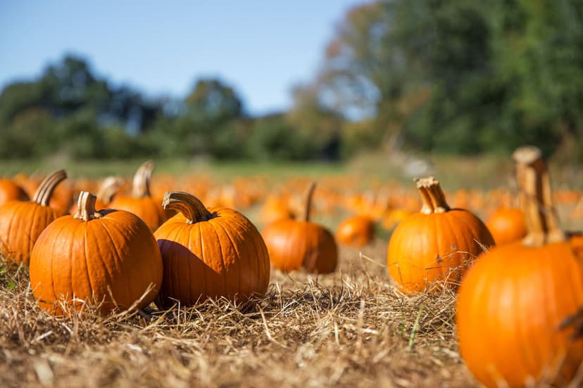 Featured image for Tell us about your October Half Term Activities - Welcome to Yorkshire News