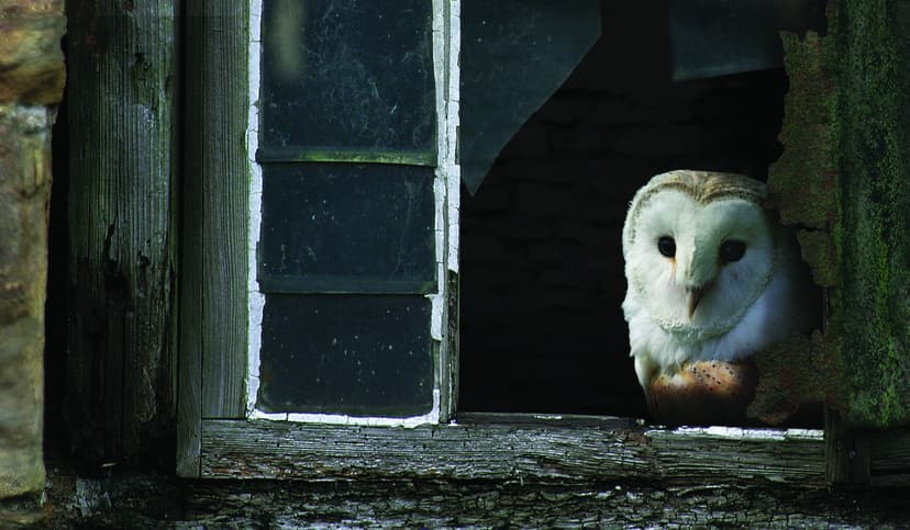 Featured image for Walking with Yorkshire’s spooky species - Outdoors