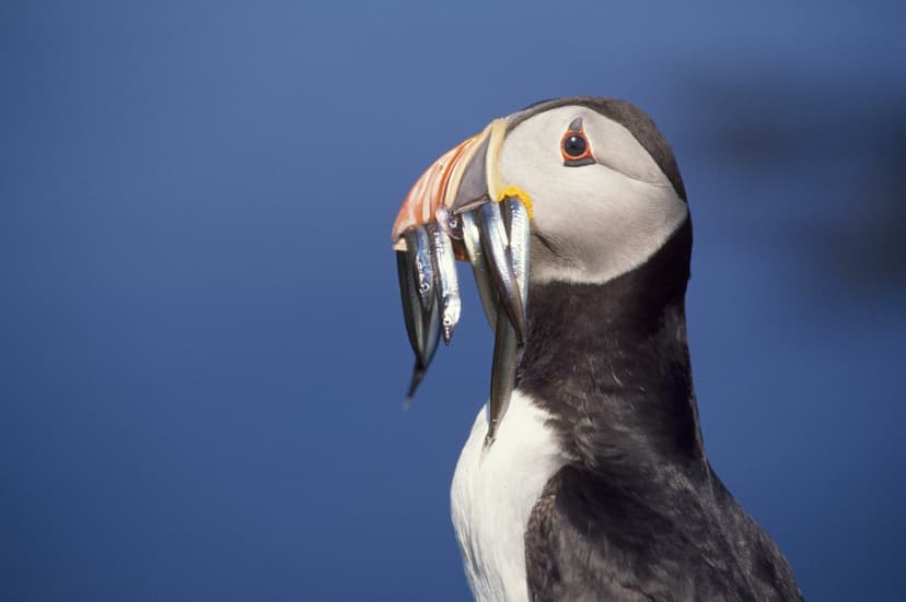 Featured image for Spring Birdwatch - Outdoors