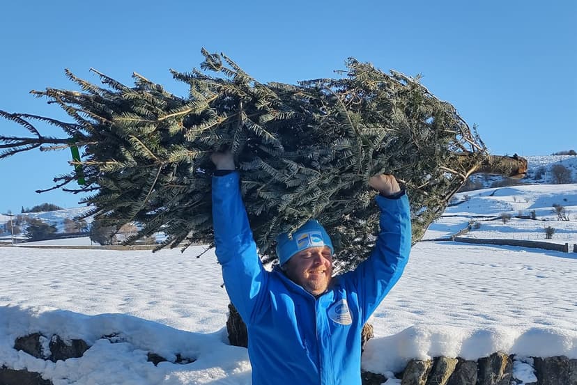 Featured image for How To Recycle Your Christmas Tree In West Yorkshire And Support The Sue Ryder Charity - Seasonal