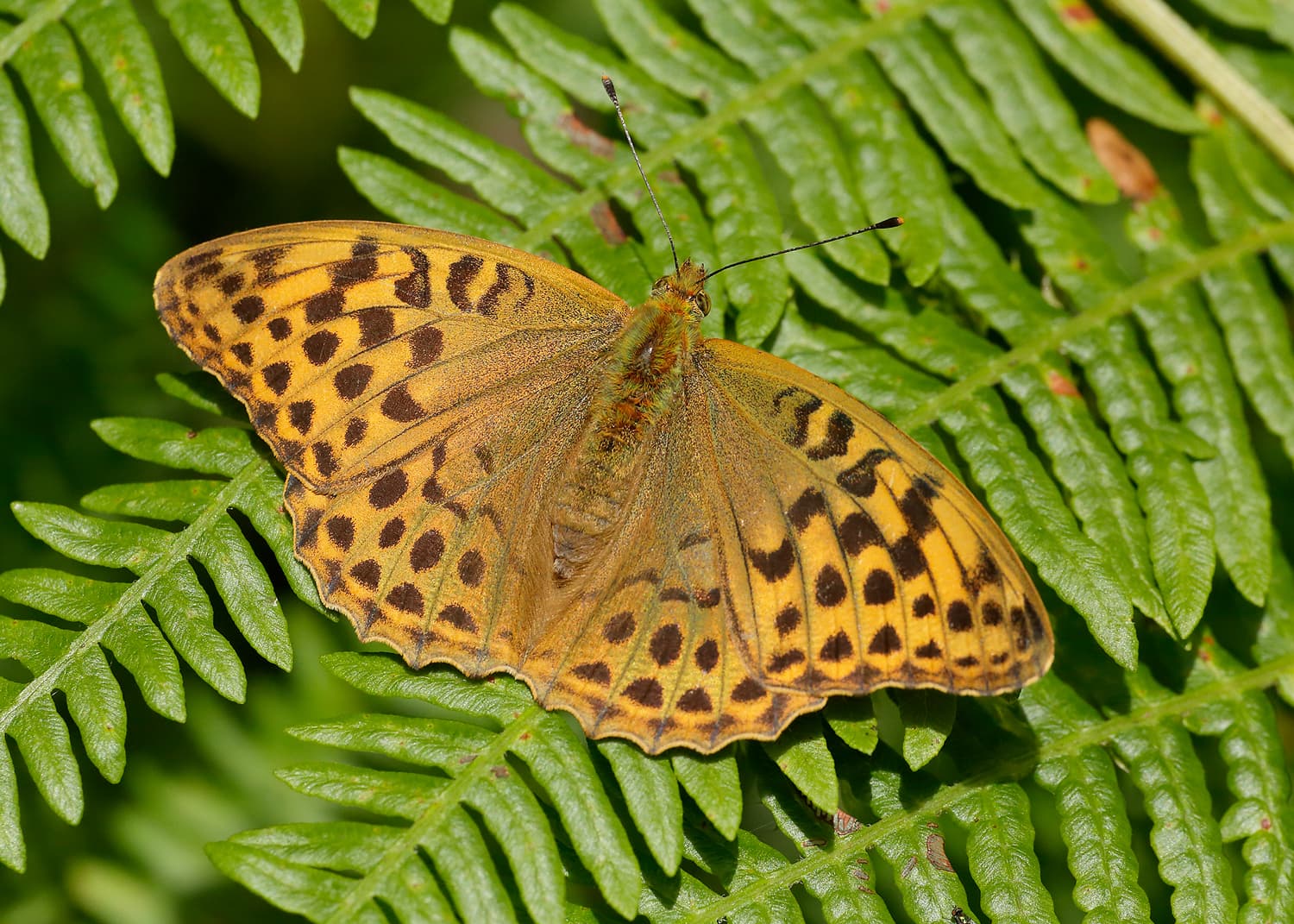 Ways for little ones to go wild for butterflies this summer holiday in Yorkshire