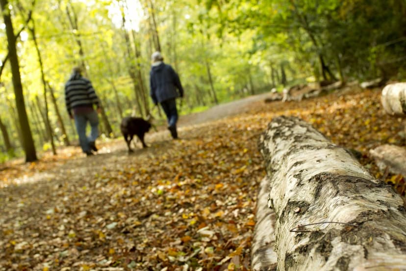 Featured image for Dog walkers: Top tips for keeping wildlife safe - Outdoors