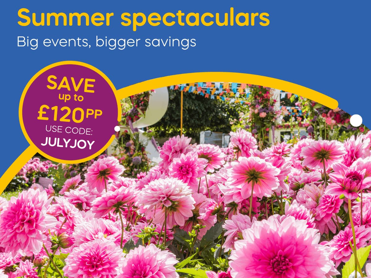 Vibrant pink dahlias in a garden with colorful bunting