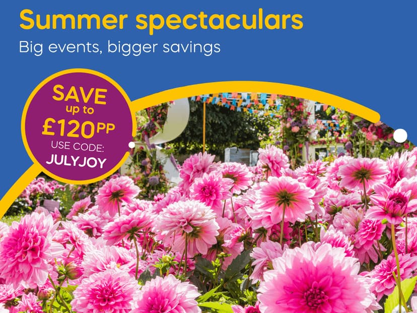 Vibrant pink dahlias in a garden with colorful bunting