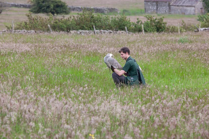 Unique Father's Day Gift Idea: Falconry Experience at Bolton Castle
