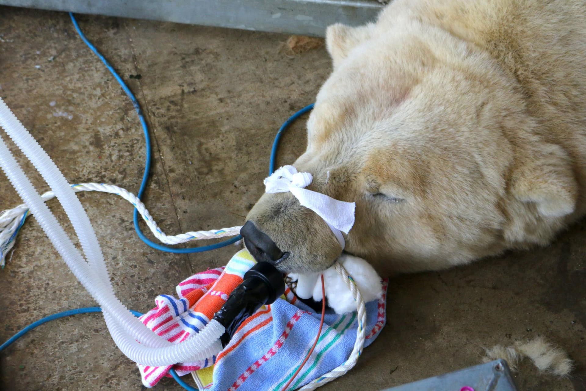 Polar bear receiving medical care with breathing tube