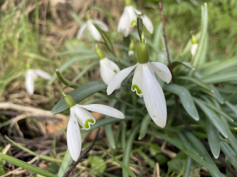 Featured image for Best places to see snowdrops in Yorkshire - Features