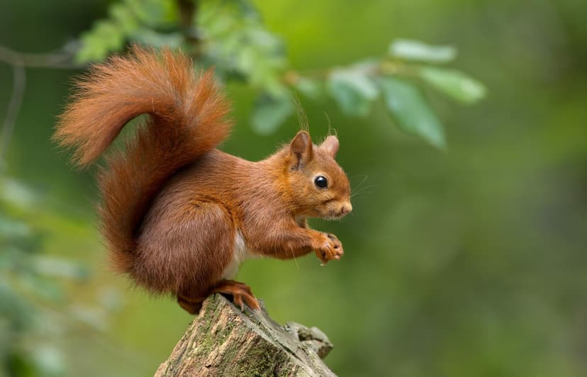 Featured image for Snaizeholme Red Squirrel Trail - Outdoors