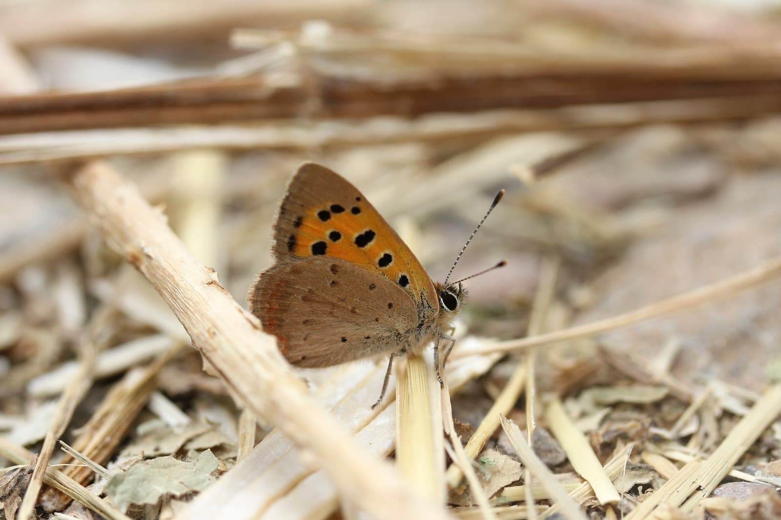 Small copper butterfly resting on dry grass and twigs
