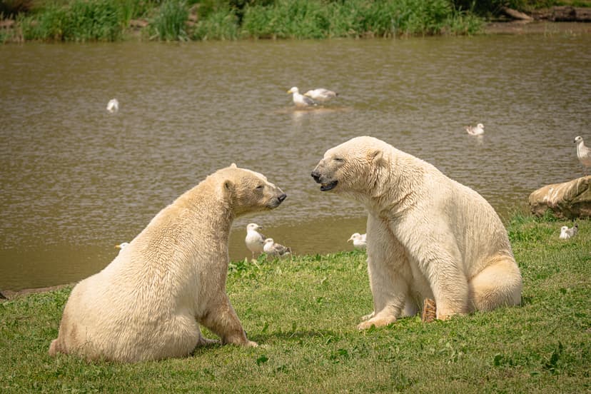 Two polar bears sitting on grass near a pond with seagulls