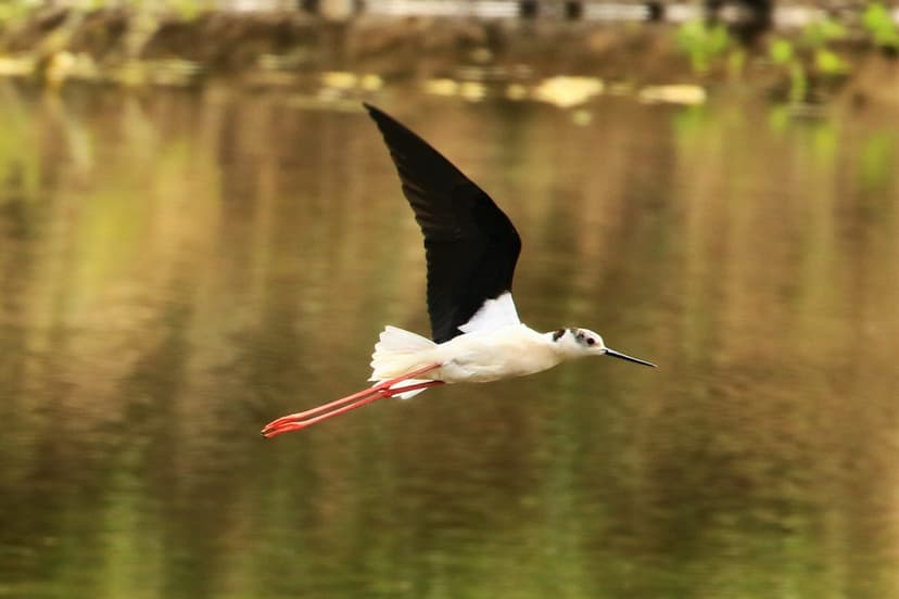 Featured image for Rare black-winged stilts fledged near Doncaster - Visiting