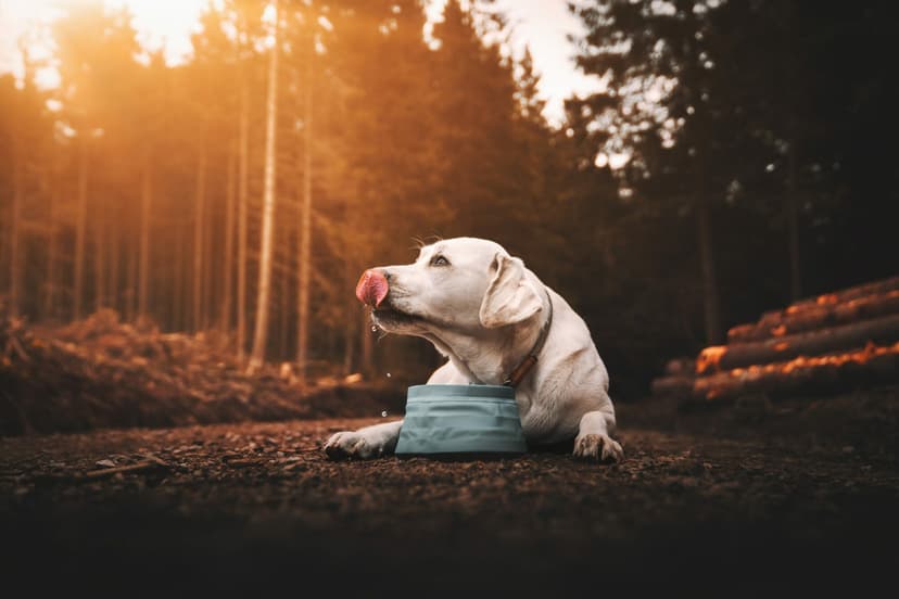 Featured image for 10 dog-friendly Yorkshire walks for foodies - Outdoors