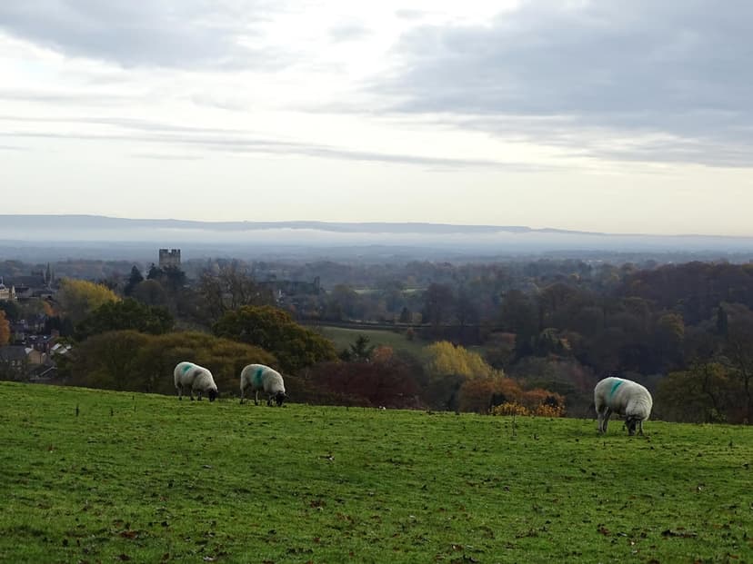 Featured image for Walk: The Whitcliffe Walk - walking