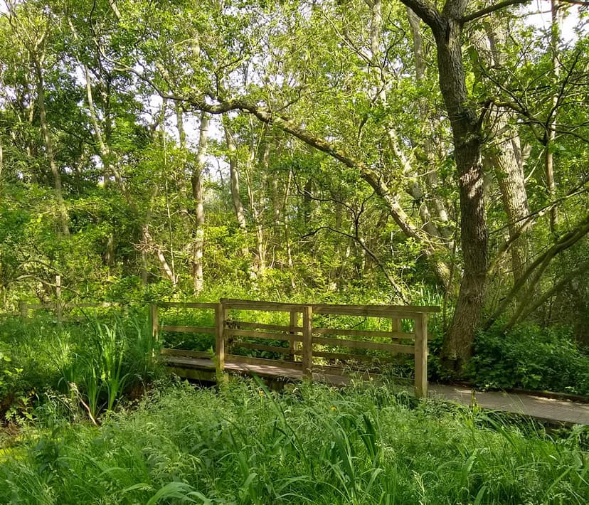 Featured image for Walk: Askham Bar to Askham Bog and Copmanthorpe Trail - walking